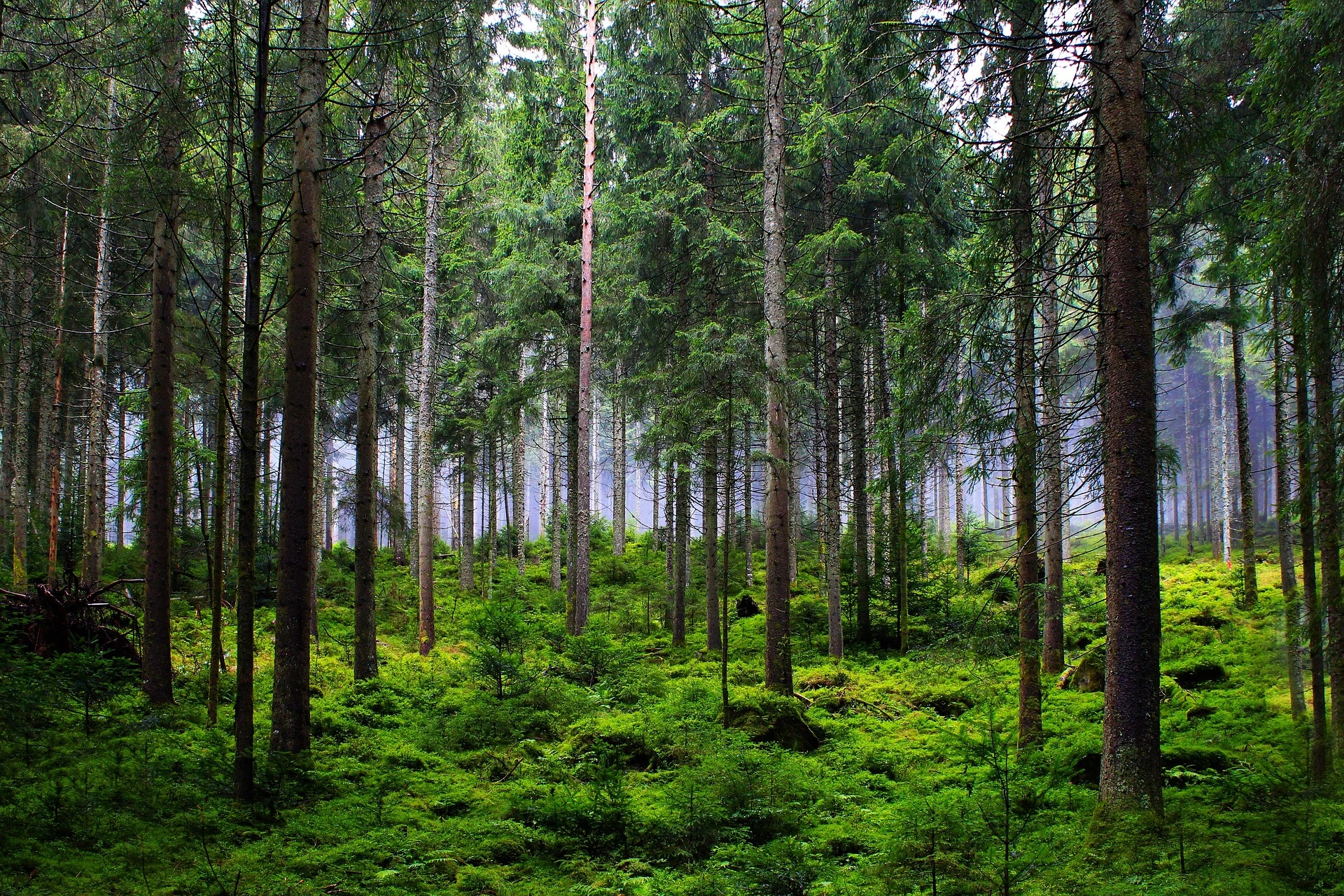 Baumgutachten_Langhein_Baum4 Ein dichter Tannenwald mit leichten Nebelschwaden