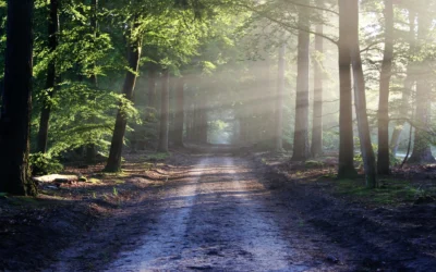 Klimaplastische Wälder: Die Zukunft unserer Forstwirtschaft