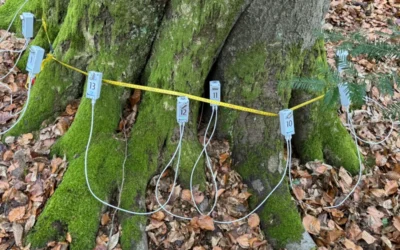 Eingehende Baumuntersuchung: Wann ist sie notwendig und was wird dabei gemacht?