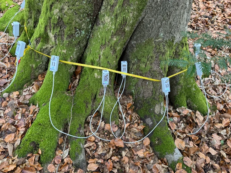 Abgebildet ist ein ARBOTOM®, ein Impulstomograph, der Schallwellen nutzt, um den inneren Zustand von Bäumen und Rundhölzern darzustellen. Dadurch können Fäule, Risse und Hohlräume genau erkannt und lokalisiert werden.