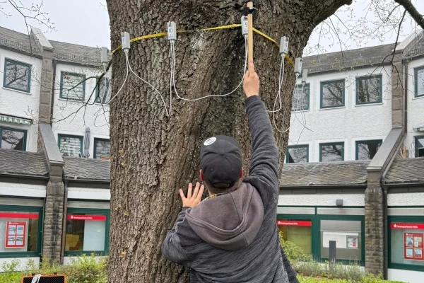 baumgutachten_langhein_arbotom4 ein Arbotom in ca. zwei Meter Höhe an einem Baum angebracht. Ein Sachverständiger fixiert die Sensoren