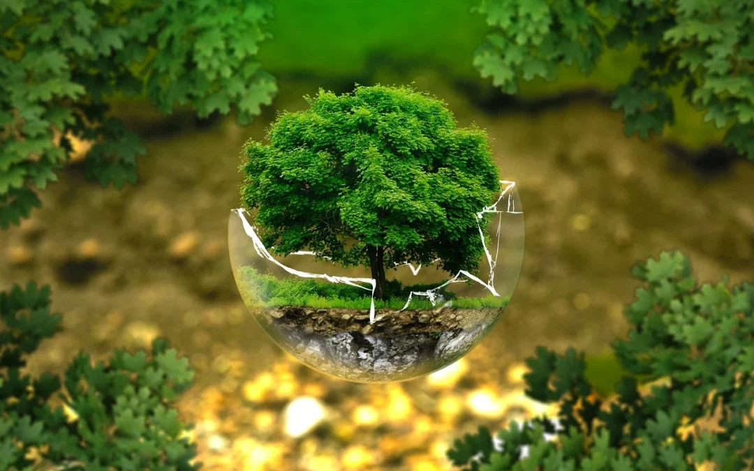 zerbrochene Glaskugel mit einem Baum darin. Der Baum ist eine kleine Ansicht eines richtigen Baums. Es geht um das Thema Baumschutz und Pflege