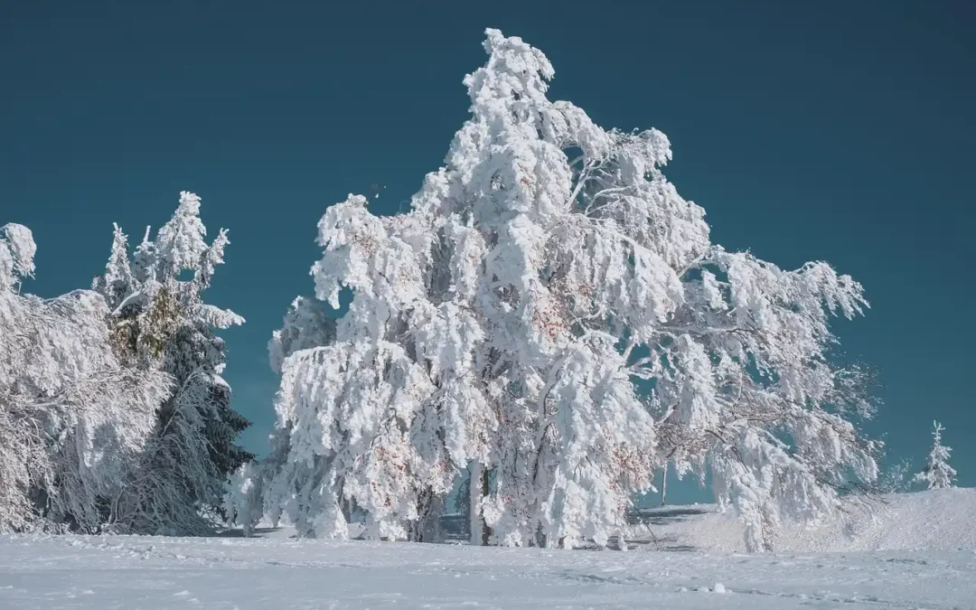 ein stark verschneiter Baum vor blauem Himmel.