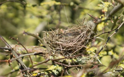Nistschutz bei Bäumen: Was Sie wissen sollten — und wie Sie richtig handeln