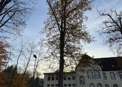 Eine Eiche im Sonnenuntergang