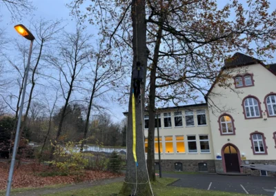 Baumkletterer in einer alten Eiche