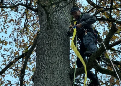 Baumkletterer in einer alten Eiche