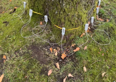 Baum ausgerüstet mit Analyseequipment