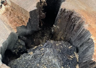 Ein geschädigter Baum nach der Fällung von innen