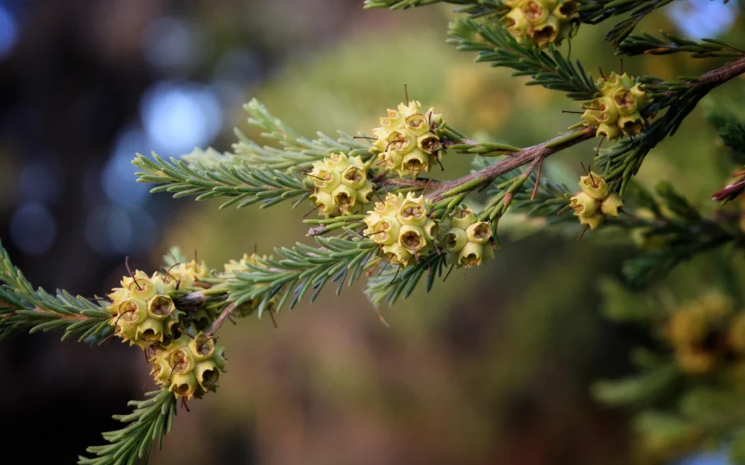 Knospen an einer Nadelbaum