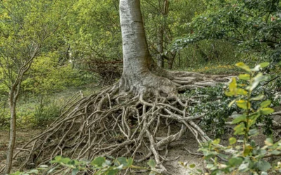 Welcher Baum eignet sich für welchen Boden? Übersicht geeigneter Baumarten für verschiedene Standorte